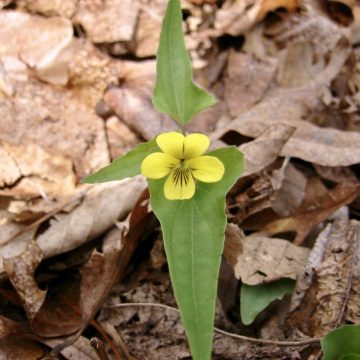 Downy Yellow Violet