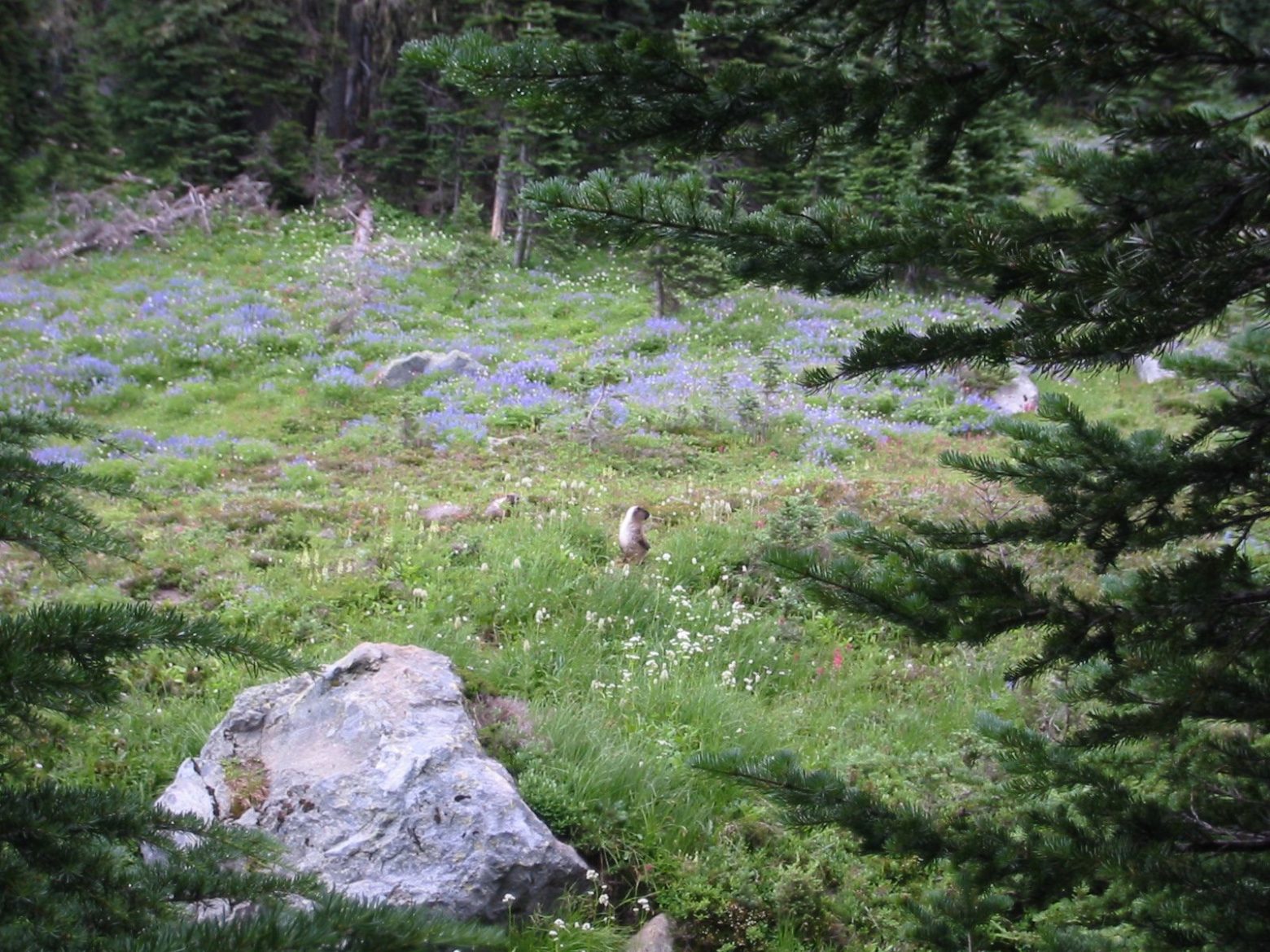 Marmots in the meadow 1