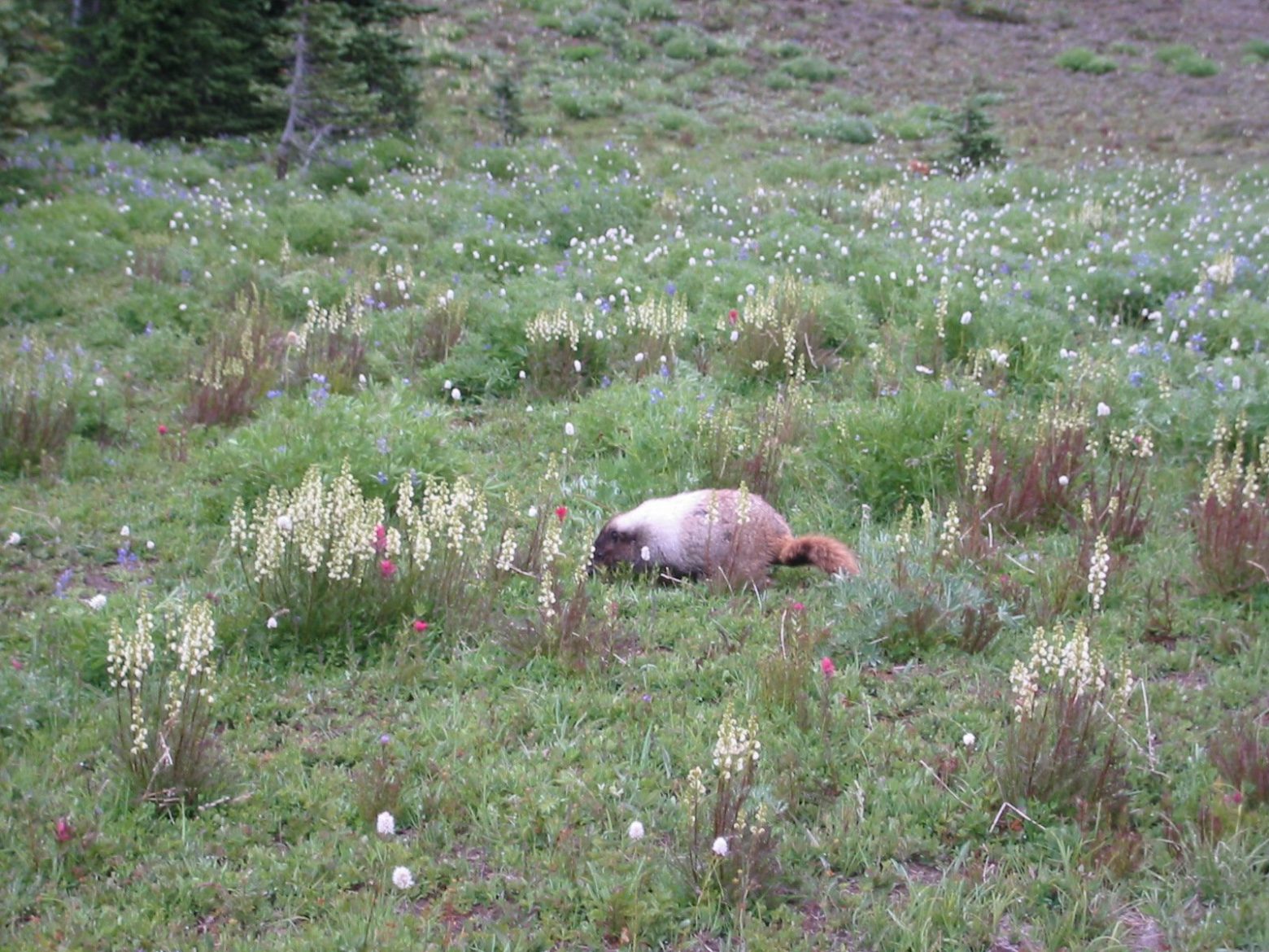 Marmots in the meadow 2