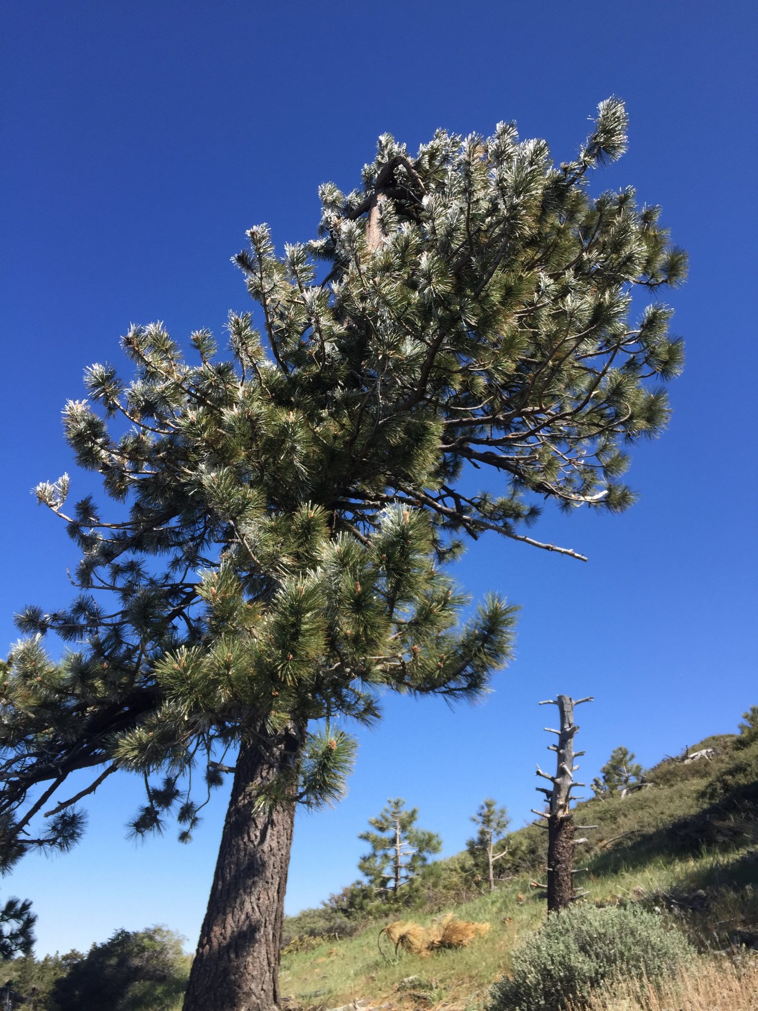 A frosty pine