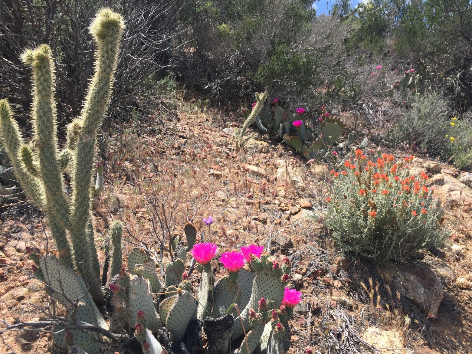 Beavertail cactus in full bloom