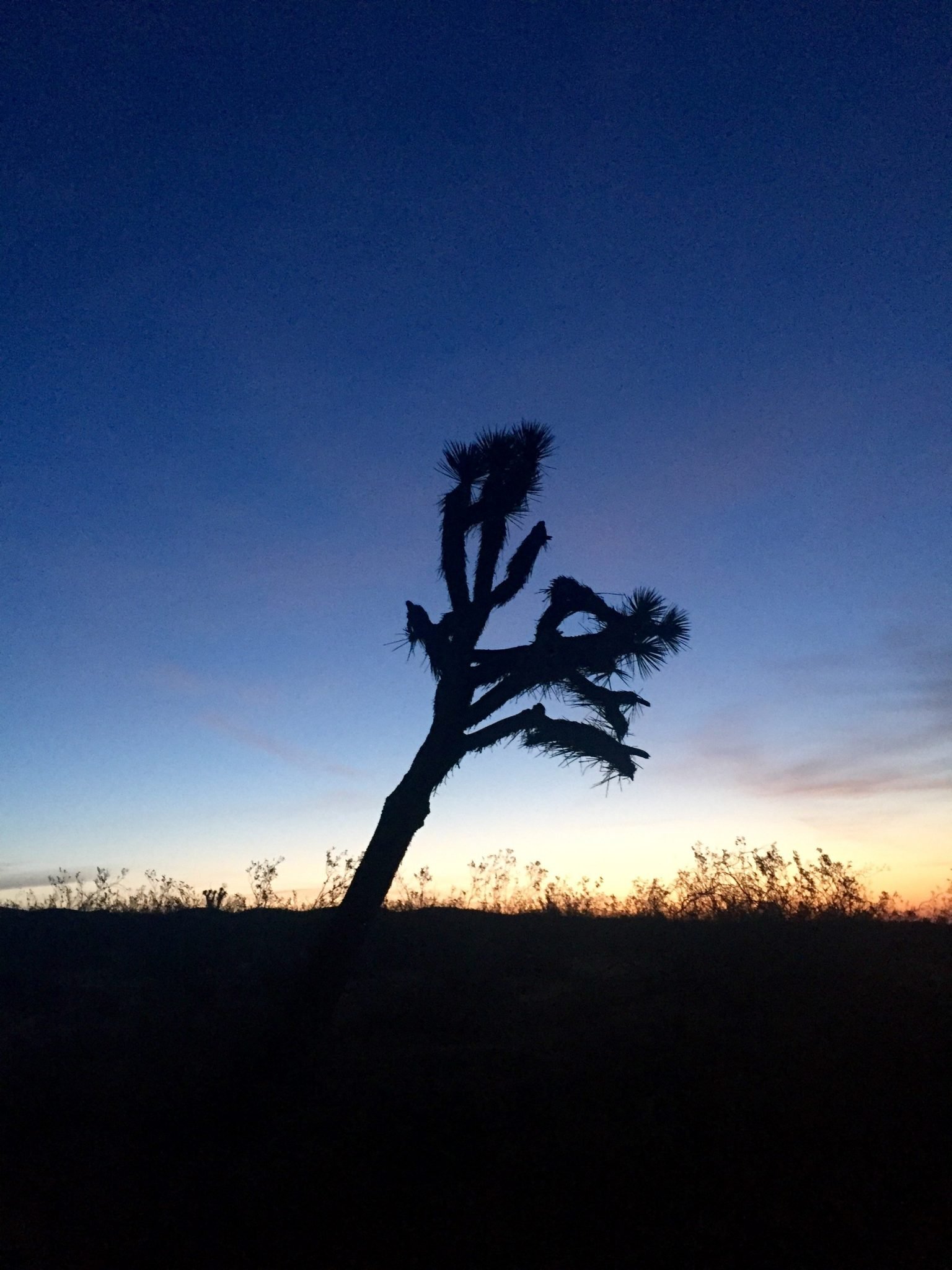 Joshua tree at dawn