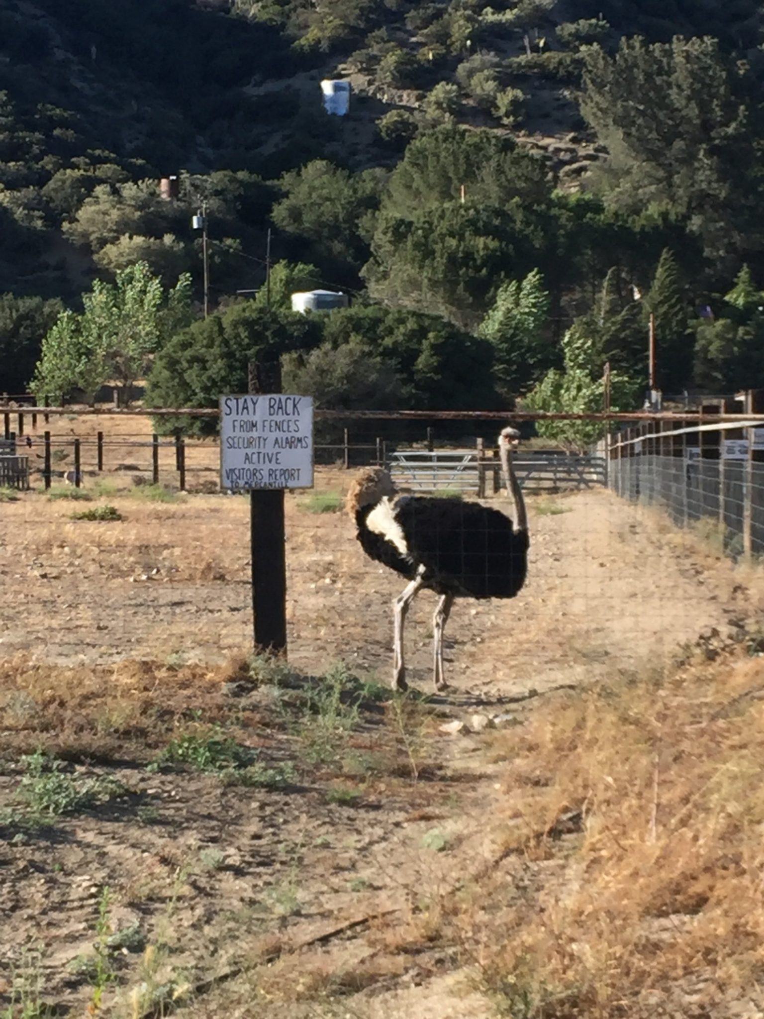 Ostrich in pasture