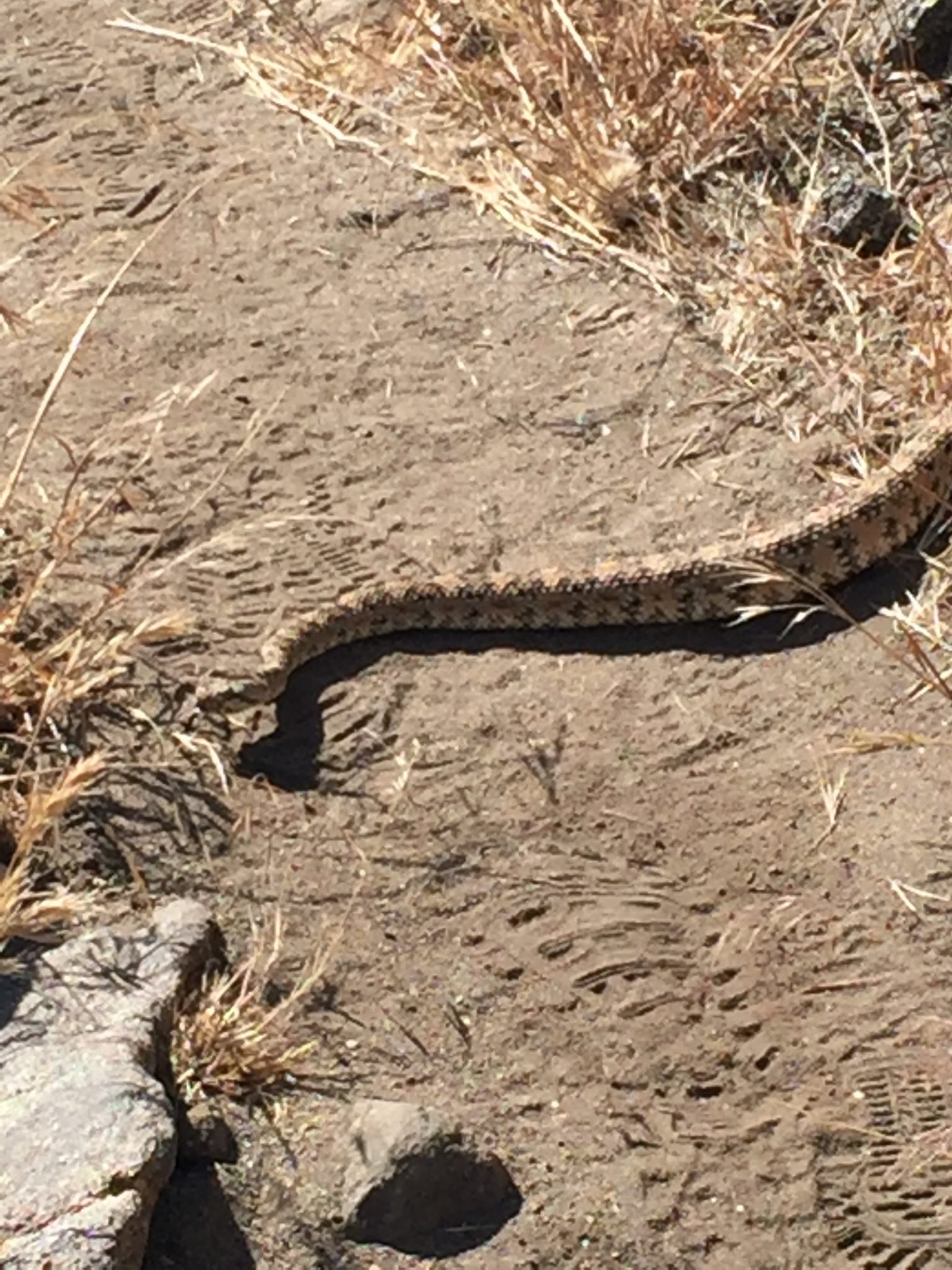 Rattlesnake crossing trail