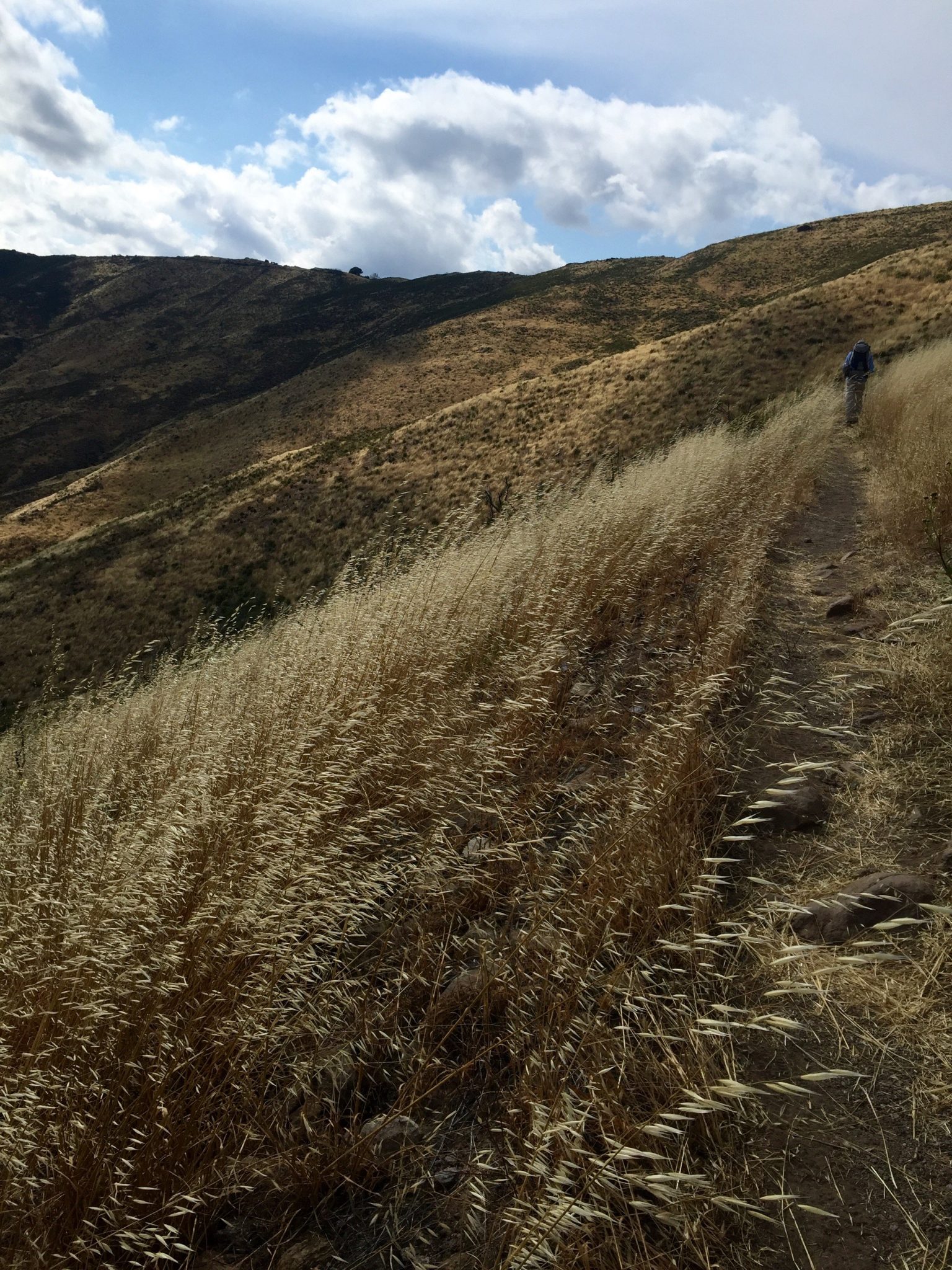 Trail through waving grass