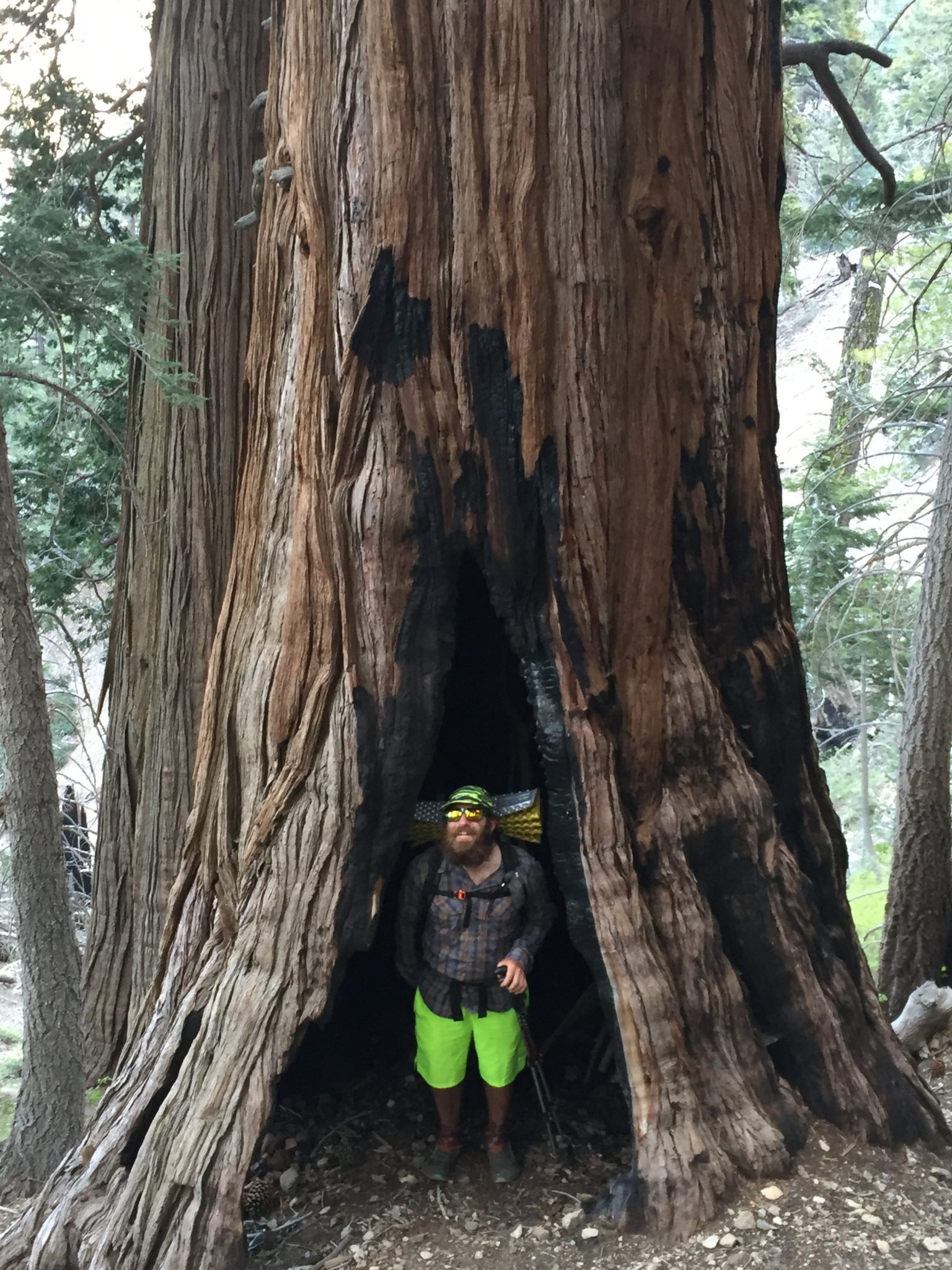 XC in giant cedar