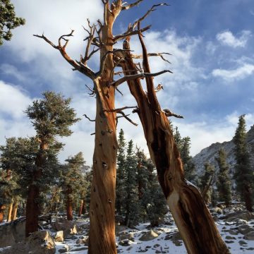 Dead tree embrace