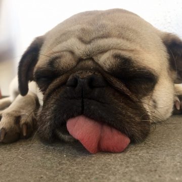 Sleepy puppy named Morgan