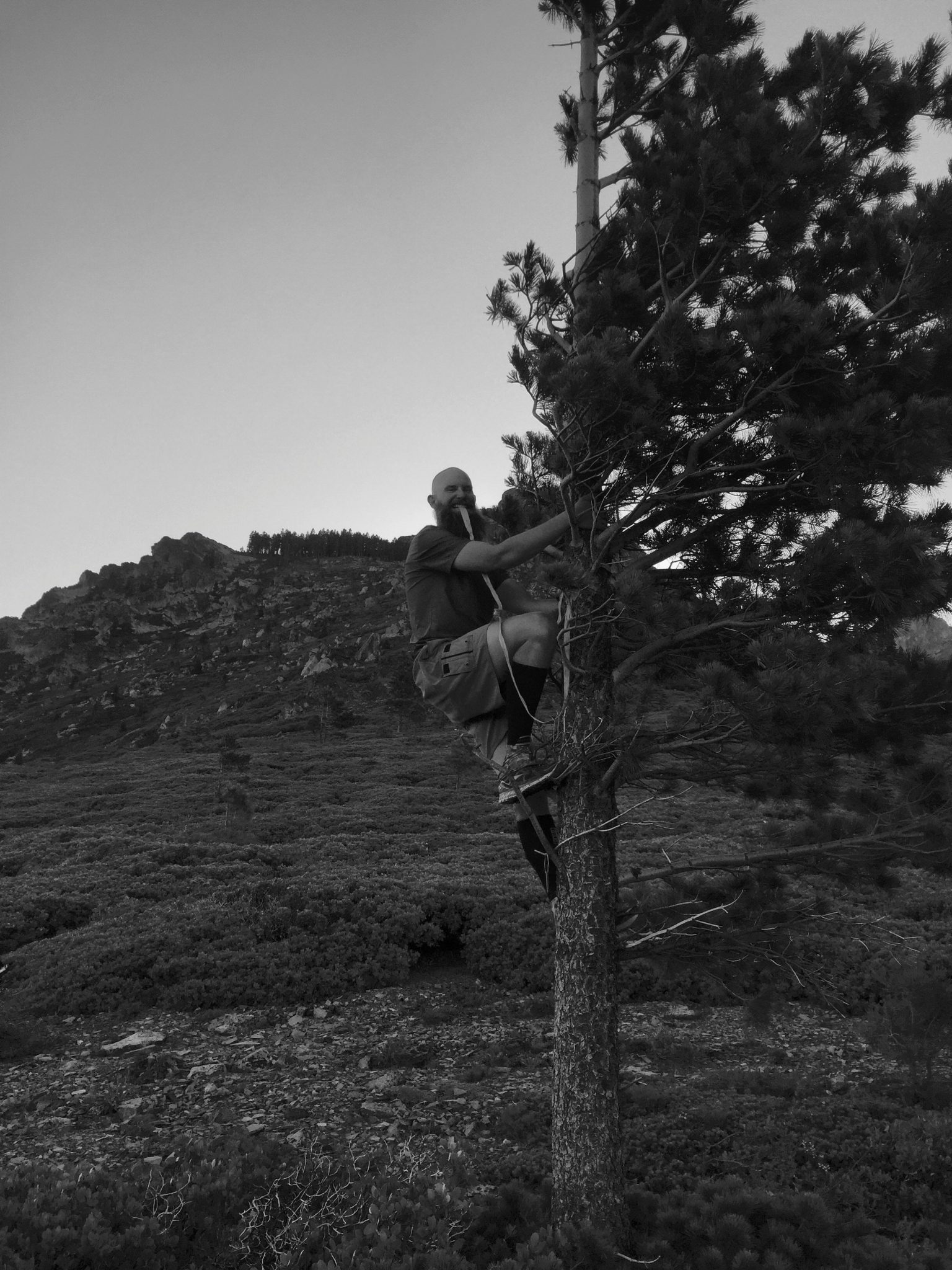 Beardoh scaling a tree