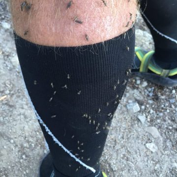 Mountain Man with a calf covered with over 100 mosquitos