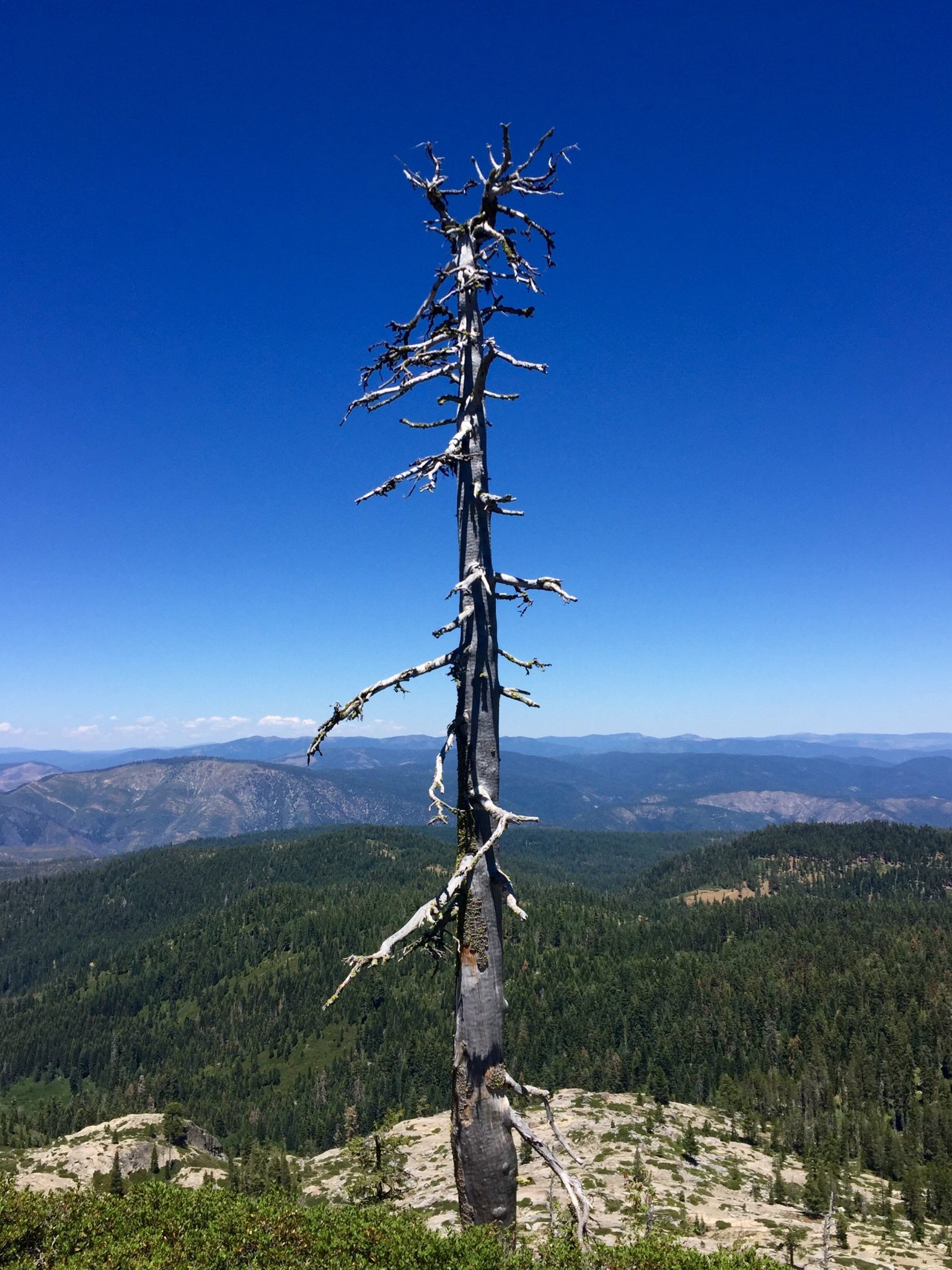 Dead tree piercing blue sky