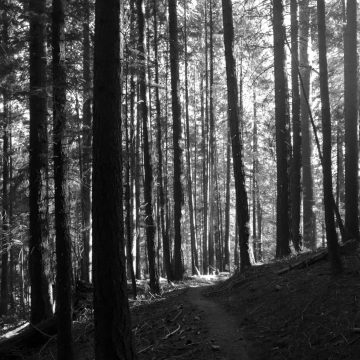 Forest light