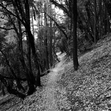 PCT traversing a quiet forest