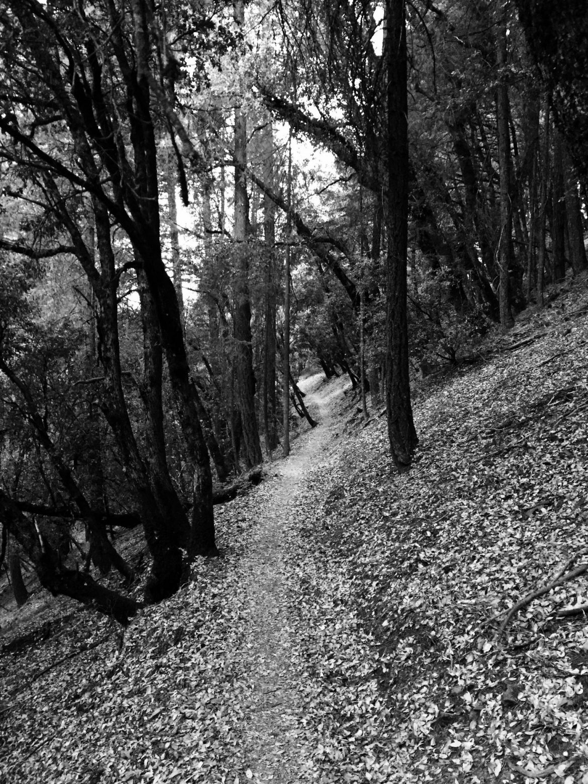 PCT traversing a quiet forest