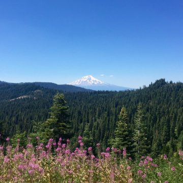 Mount Shasta in the distance