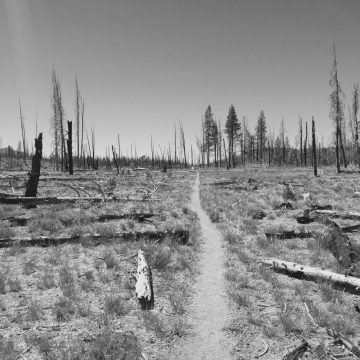Sunshine in the burn