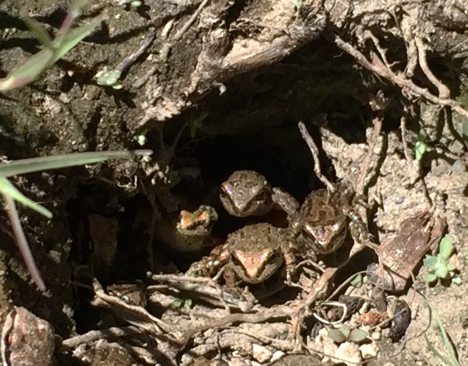 A cluster of tiny toads huddling together