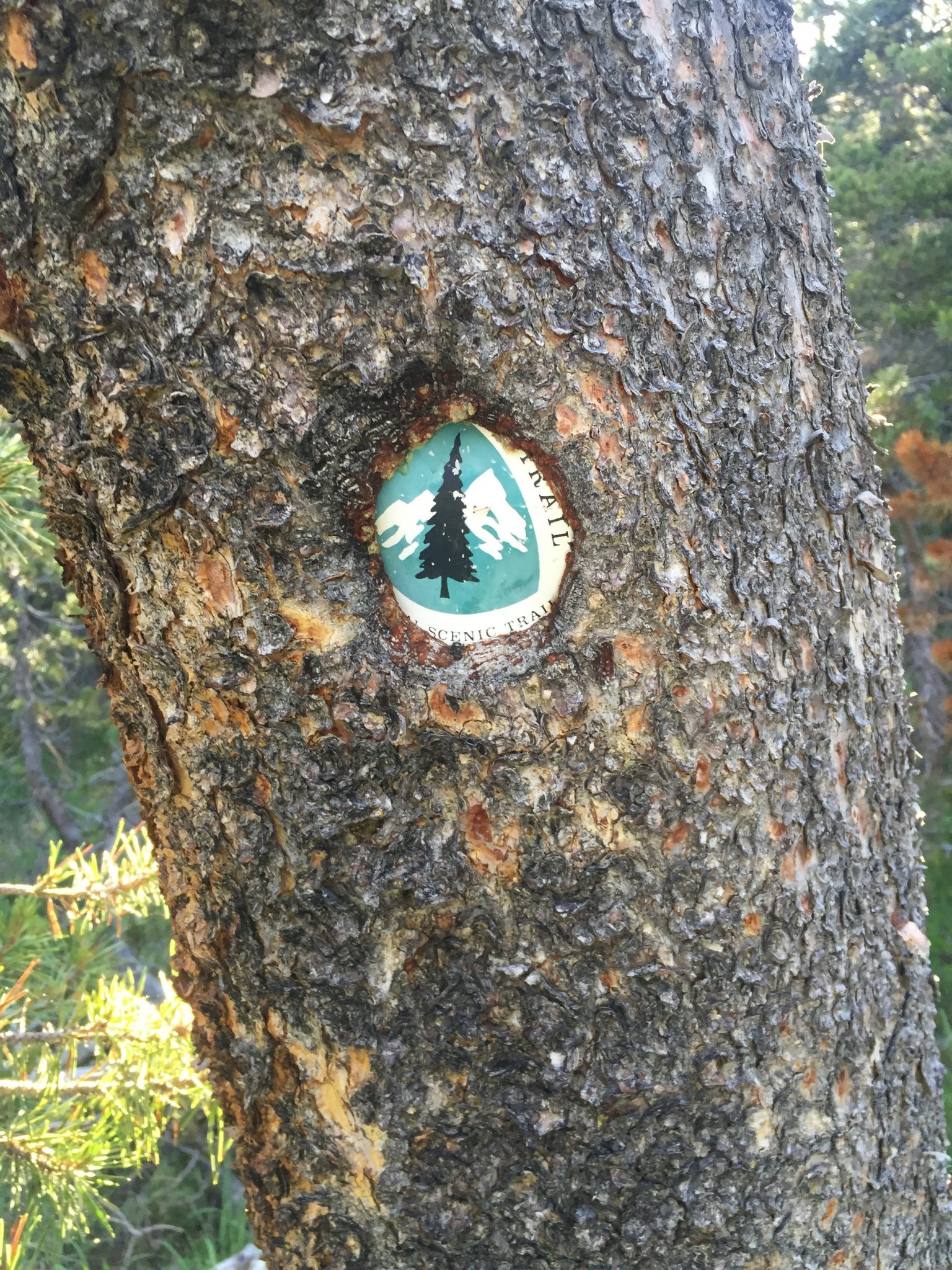 PCT trail marker partially swallowed by tree bark