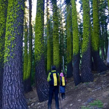 Trees ringed with whimsical bright green moss