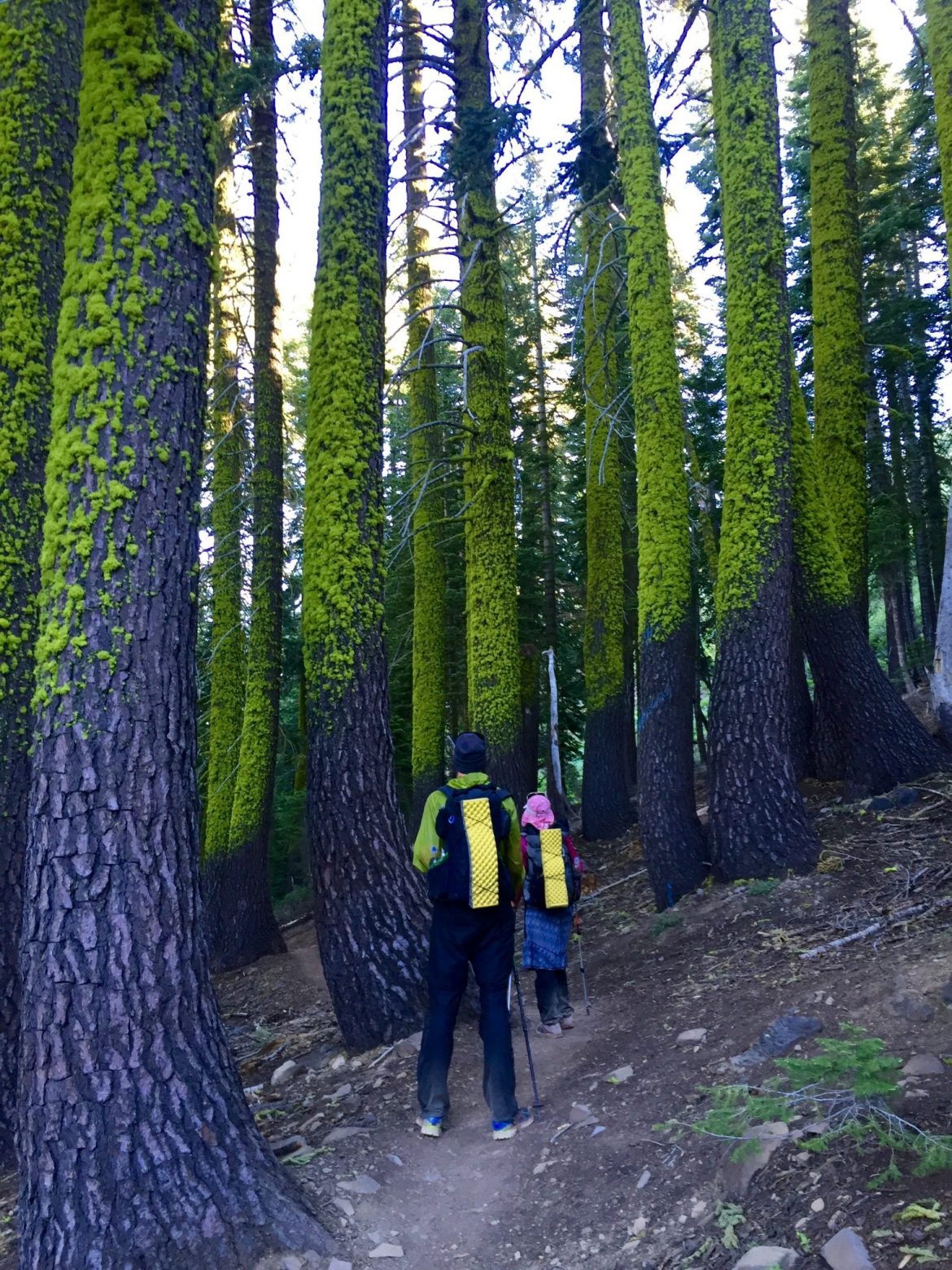 Trees ringed with whimsical bright green moss