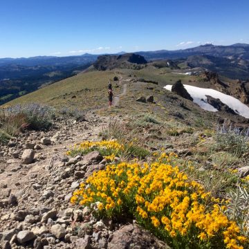 Bright yellow wildflowers in bloom on a high ridge