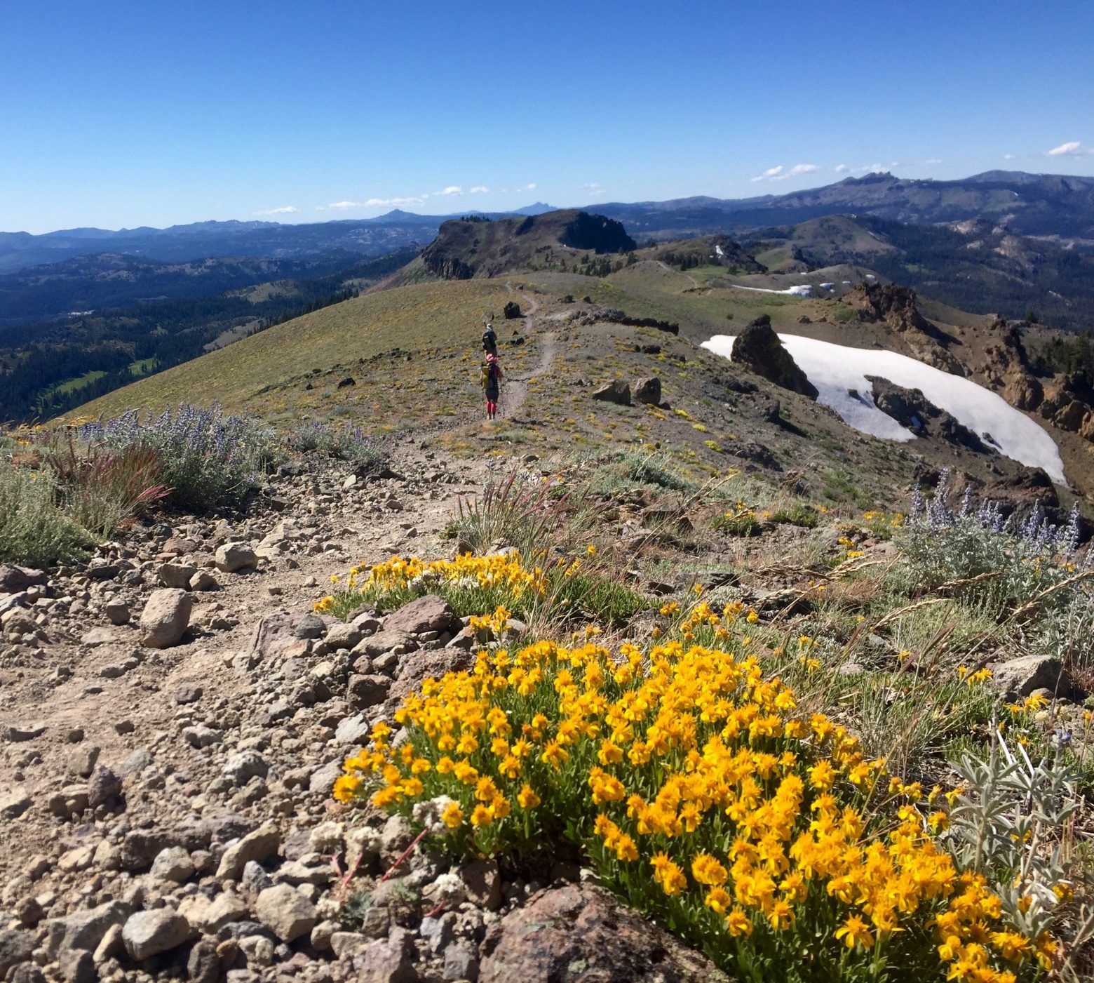 Bright yellow wildflowers in bloom on a high ridge