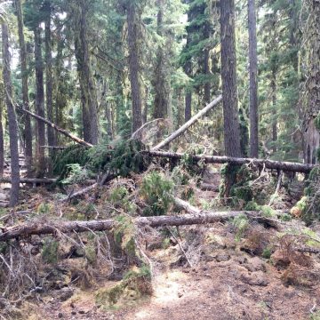 Downed trees completely blocking the PCT