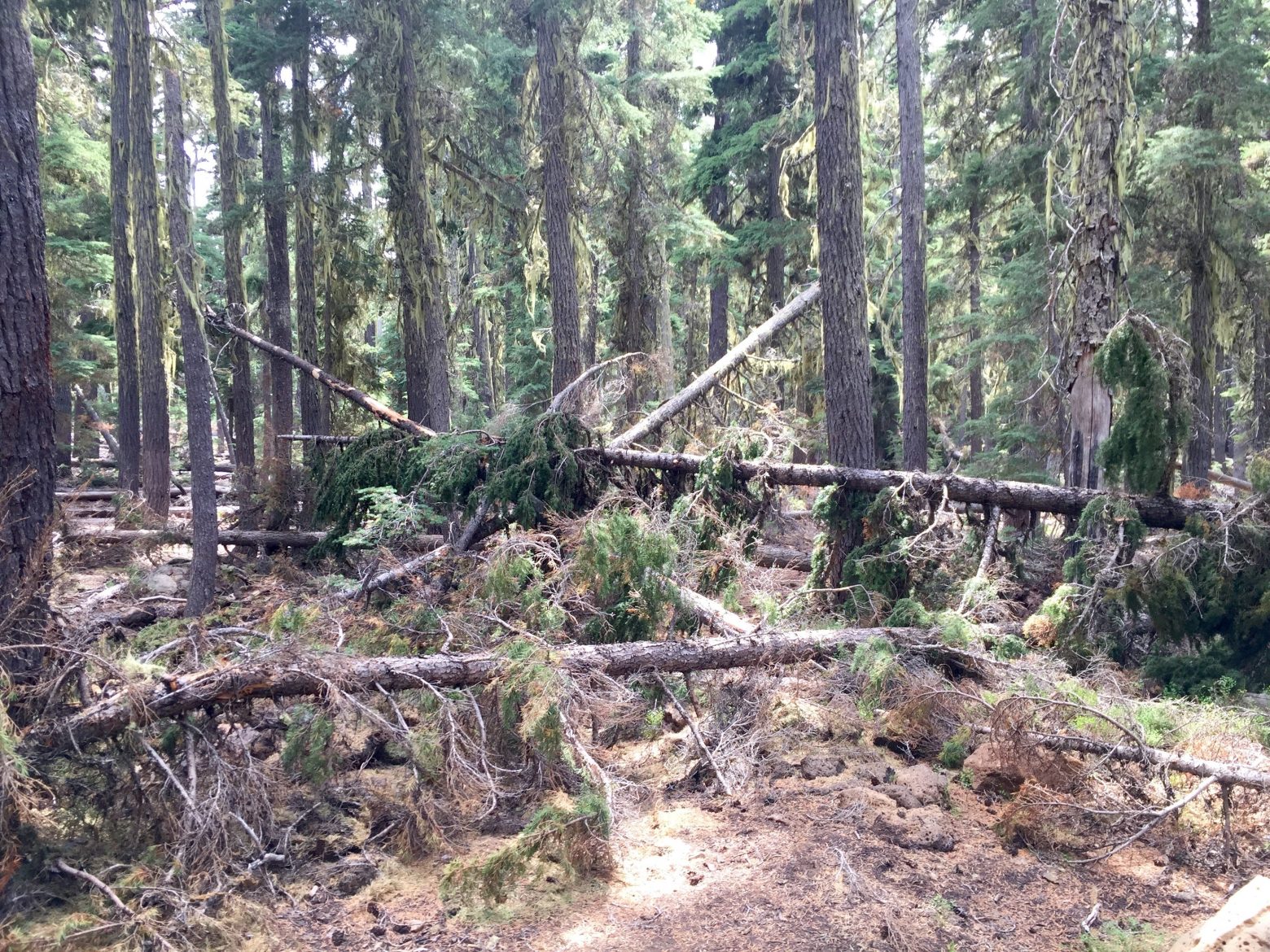 Downed trees completely blocking the PCT