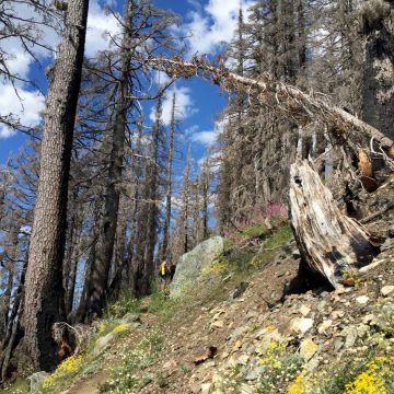 Wildflowers and blue sky as the PCT crosses through a stand of dead tress