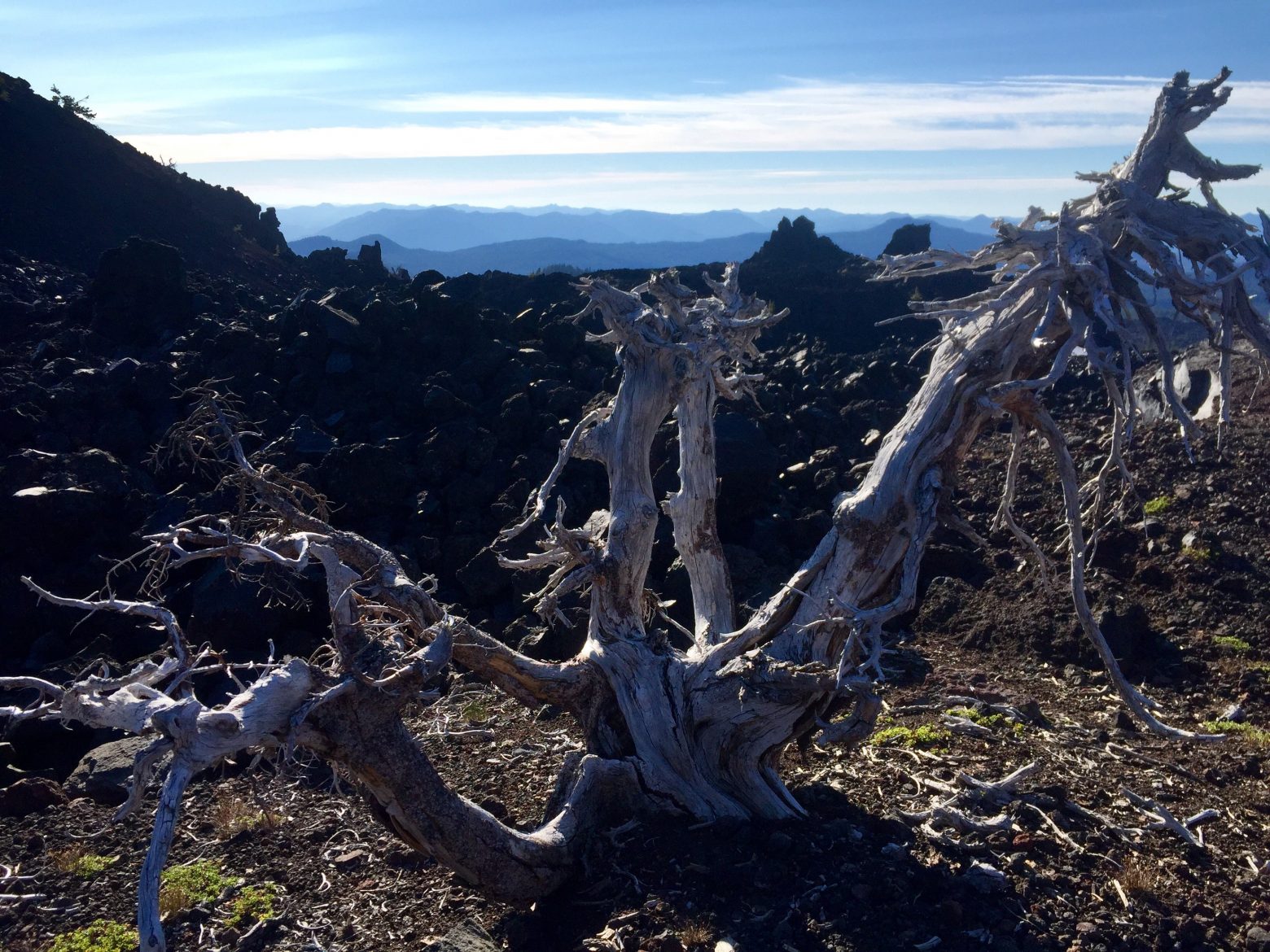 Deadwood and lava rocks in Three Sisters Wilderness