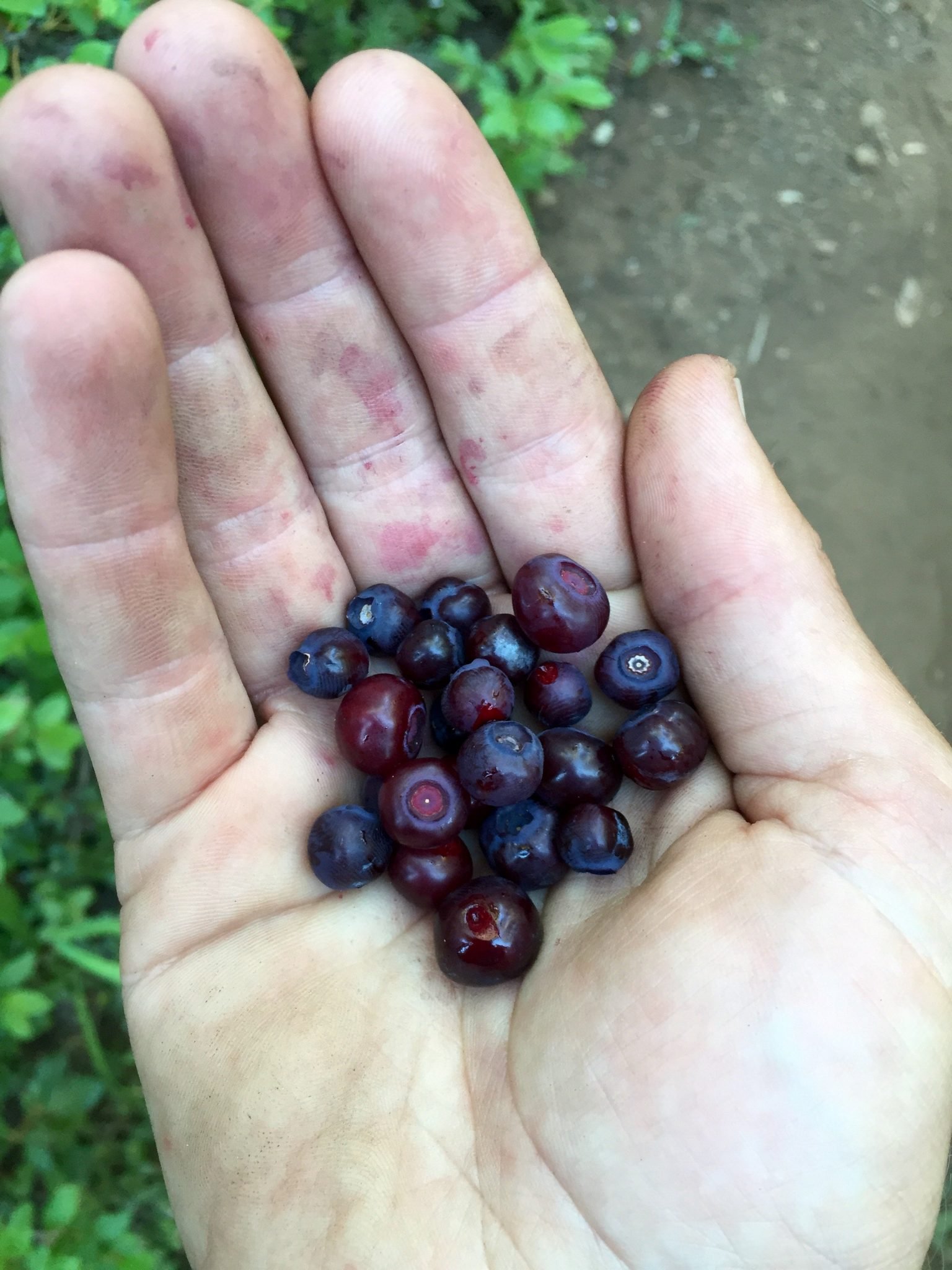 Handful of blueberries picked from alongside the PCT