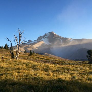 Lone tree and morning light on Mt. Hood