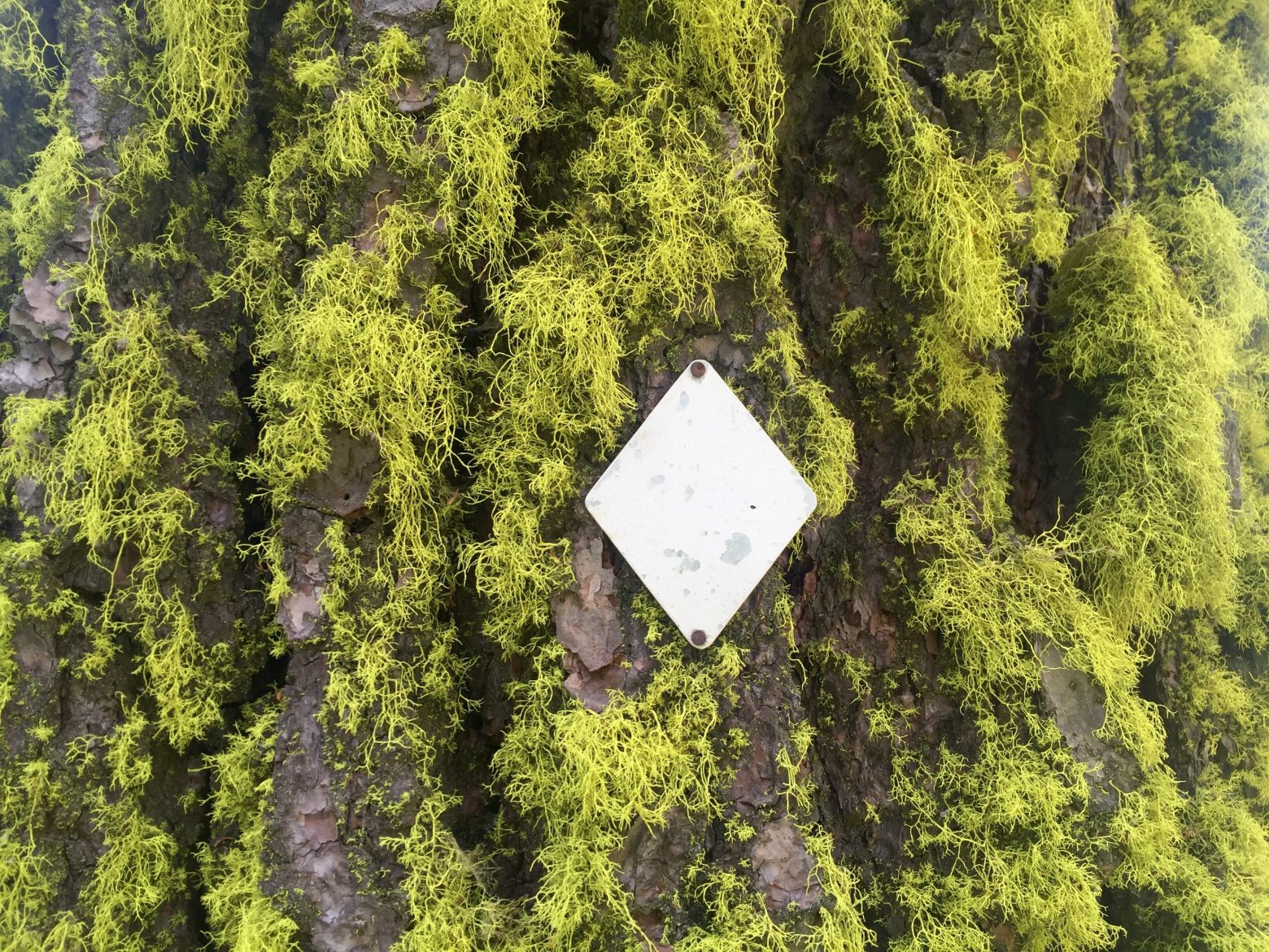 Plain silver diamond trail marker on a tree covered in bright green moss