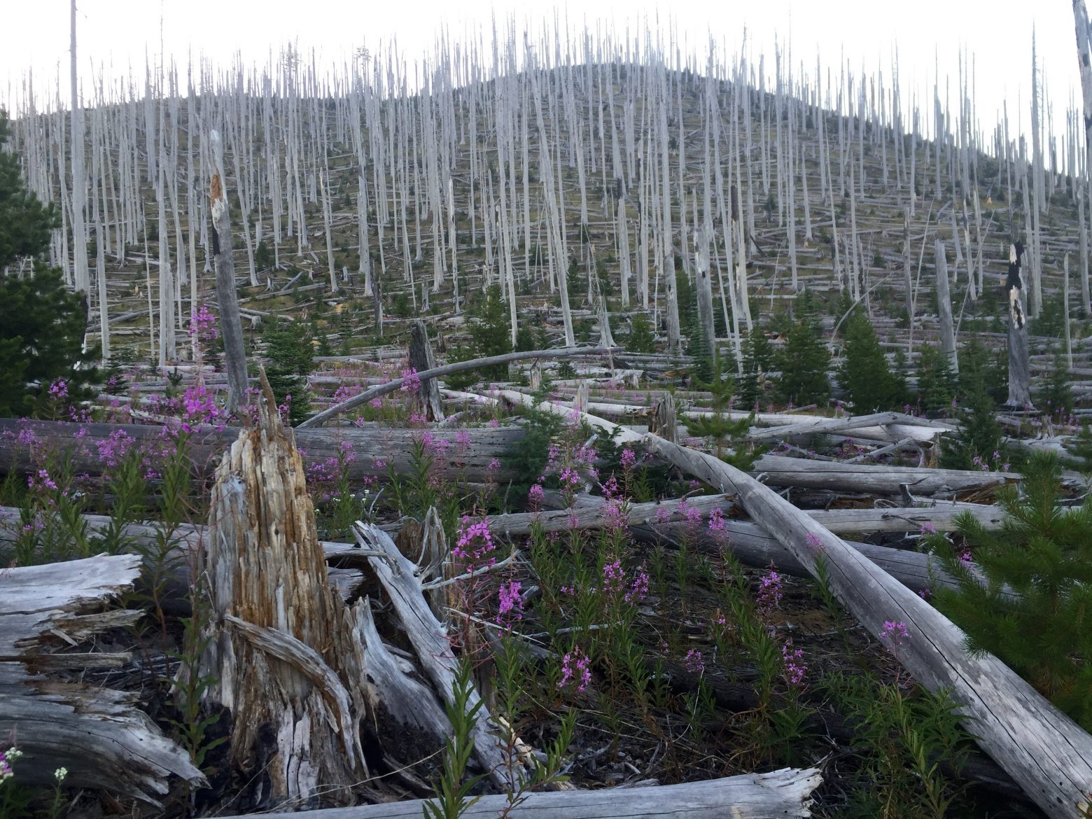 Post wildfire stand of dead trees looking like a porcupine