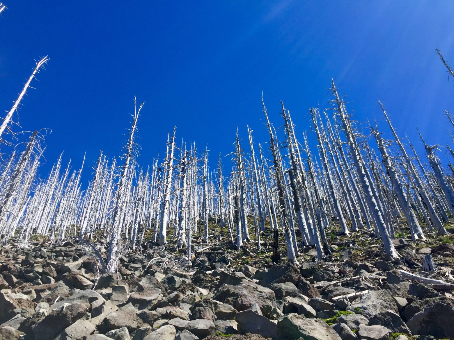 A steep stand of dead trees next t the PCT piercing a blue sky
