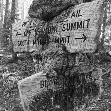 A tree trunk oozing sap over and swallowing PCT signs nailed to it