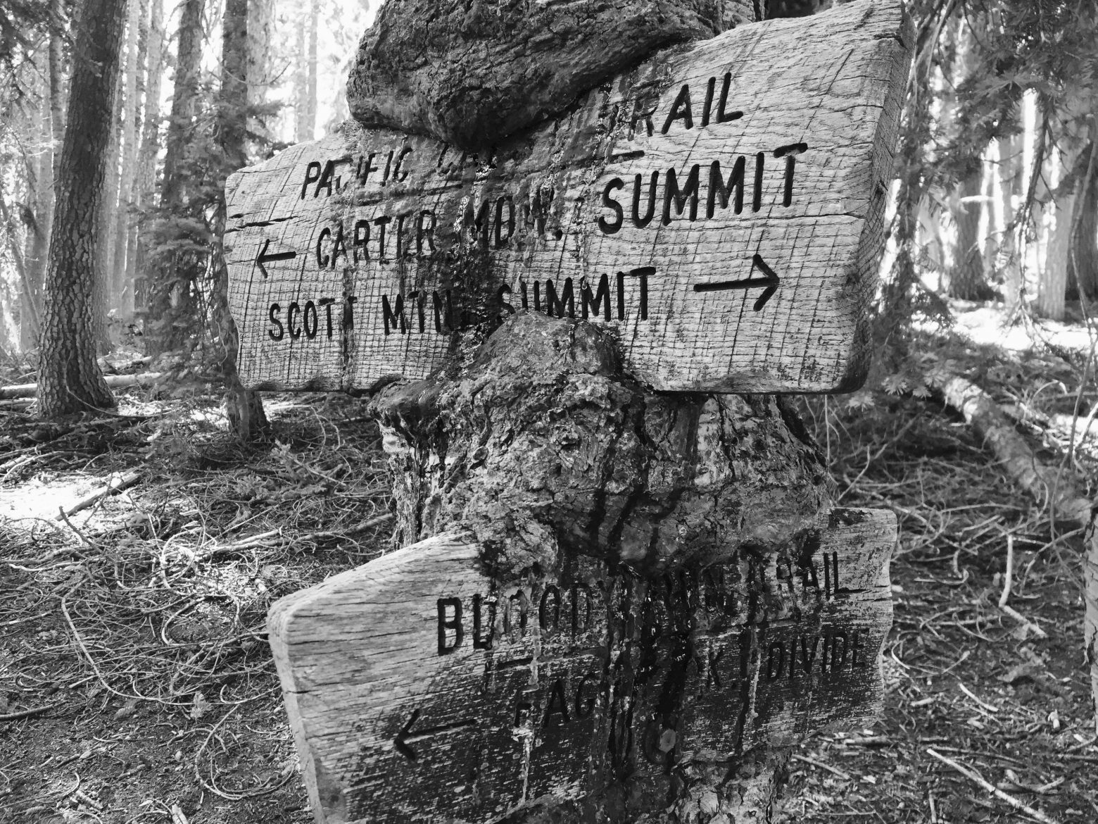 A tree trunk oozing sap over and swallowing PCT signs nailed to it