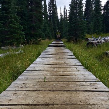 Beardoh approaching a trail boardwalk north of White Pass