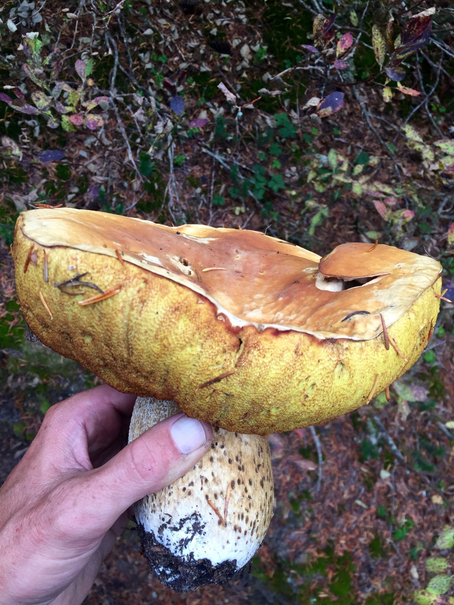 Mountain man holding a giant yellow mushroom