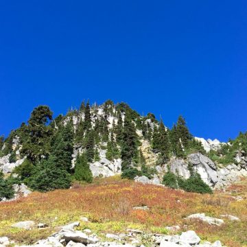 Evergreens fall color and deep blue sky