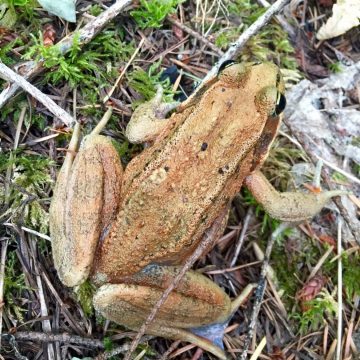 Up close with a brown mountain toad