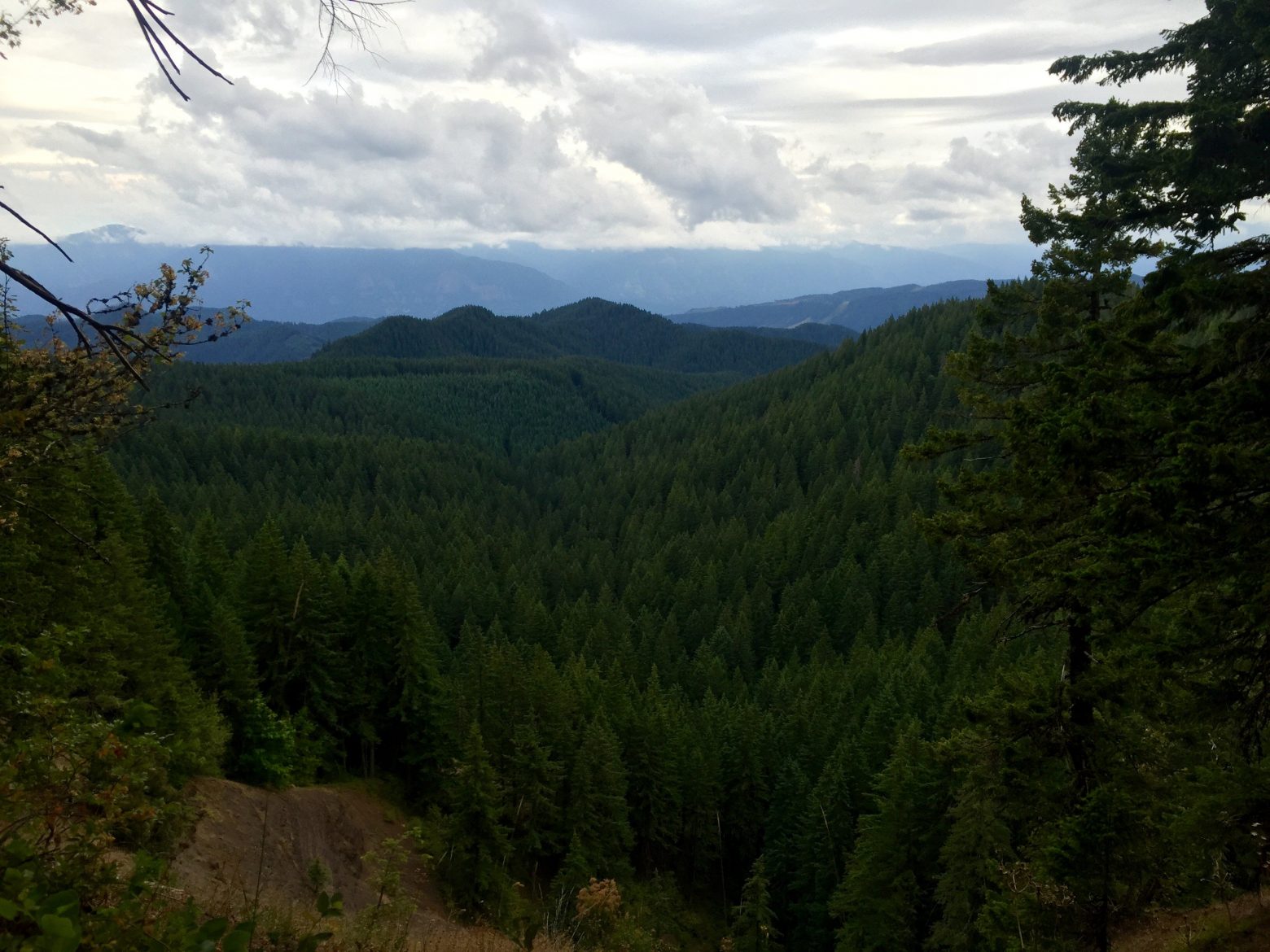 Forests of evergreens extending into the distance