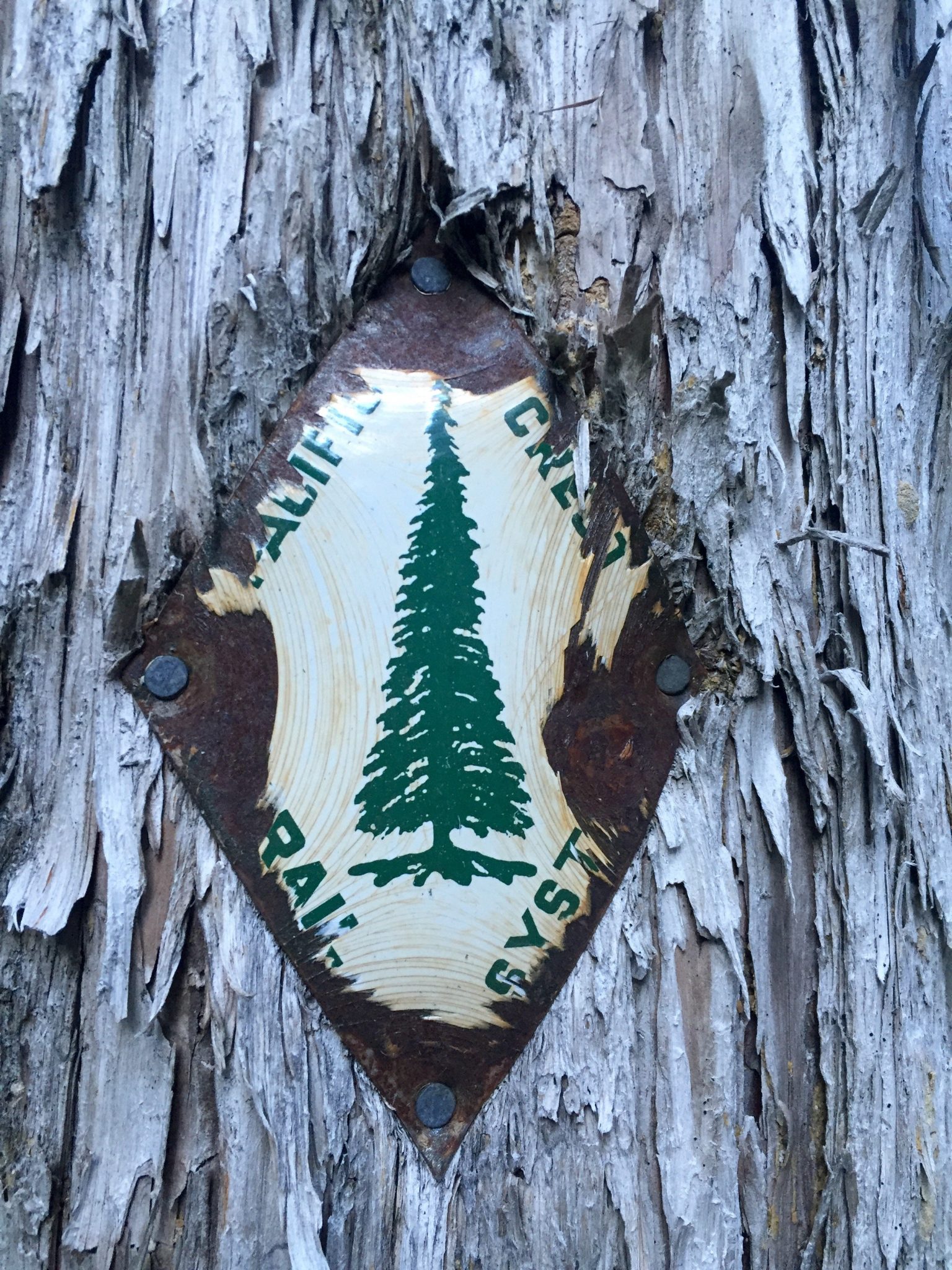 Original diamond shaped Pacific Crest Trail marker with a single evergreen logo