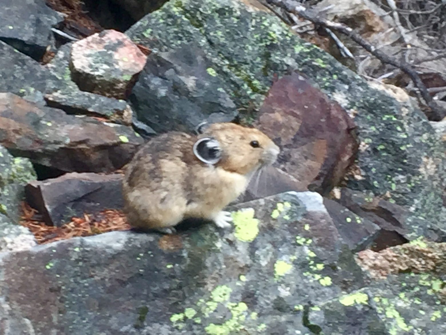 Tiny pika perched on the rocks next to the PCT