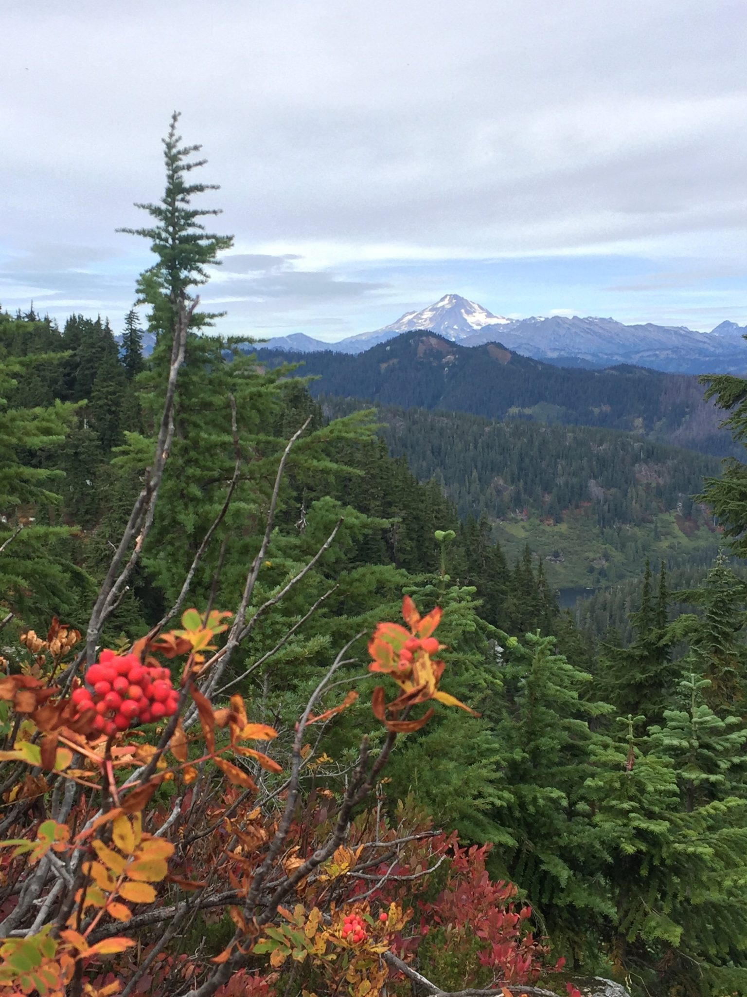 Bright red berries with a view of Glacier Peak