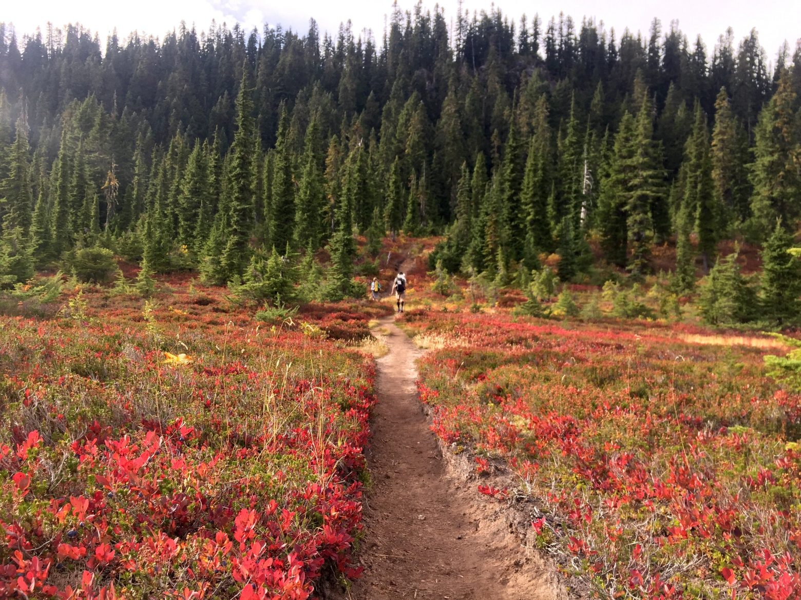 PCT towards evergreen forest through meadow of red foliage