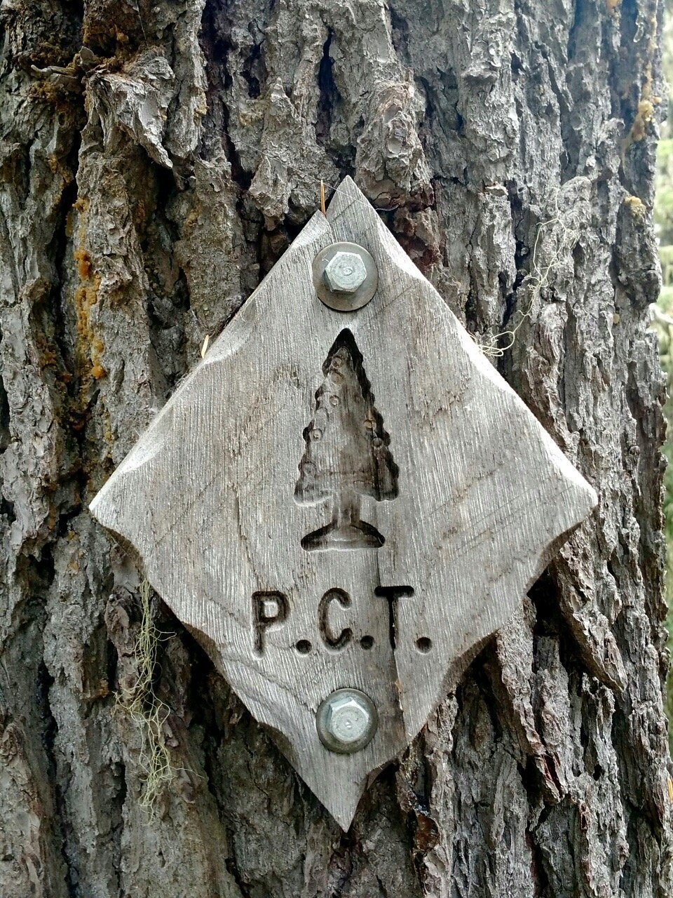Rare wood carved PCT trail marker nailed to a tree