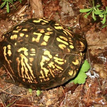 Box turtle