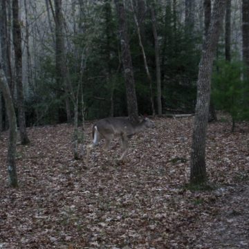 Deer at Jenkins shelter