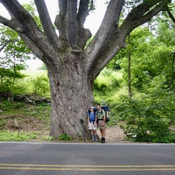 Dover Oak